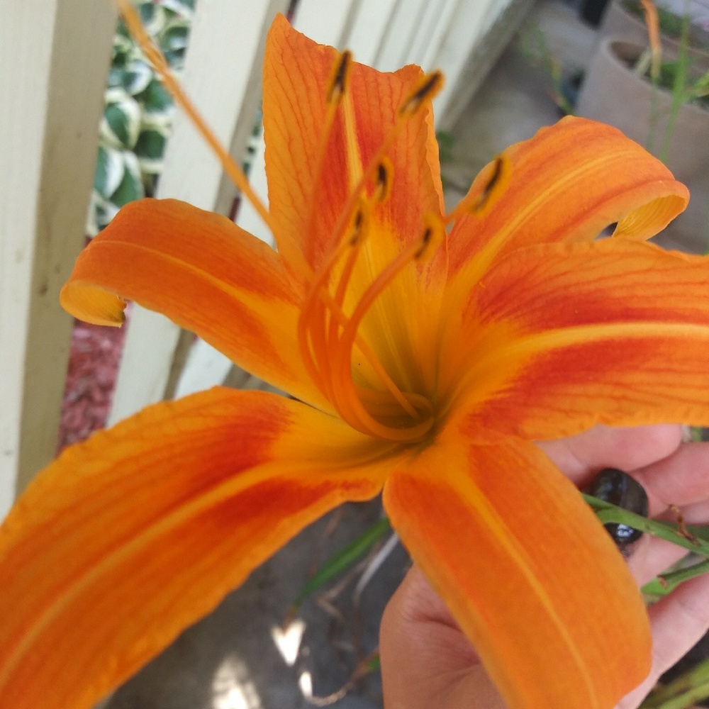 Meet your Posher, Hannah